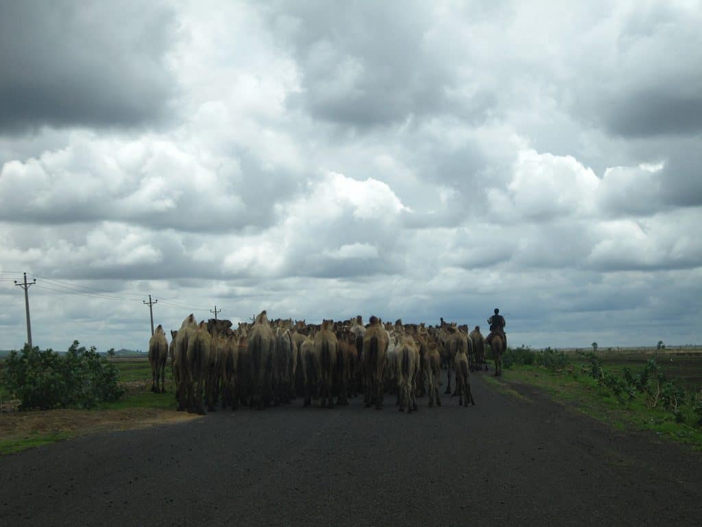 Camels on the road into Sudan (2012-07)