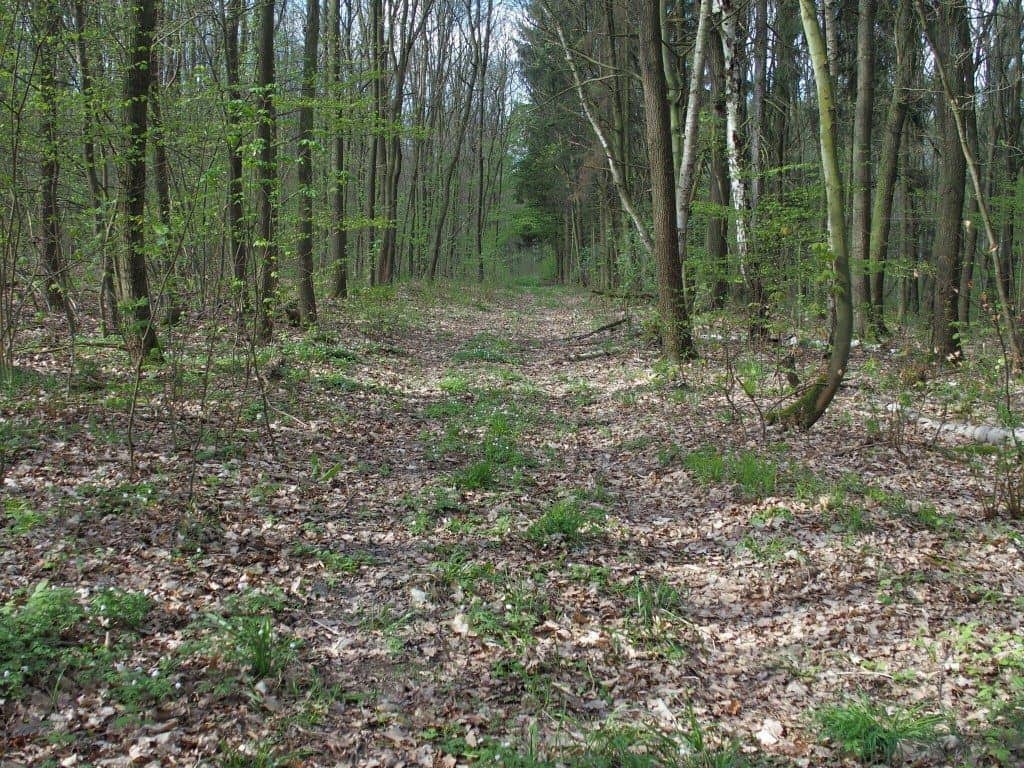 Forest path, Germany (2014-04)