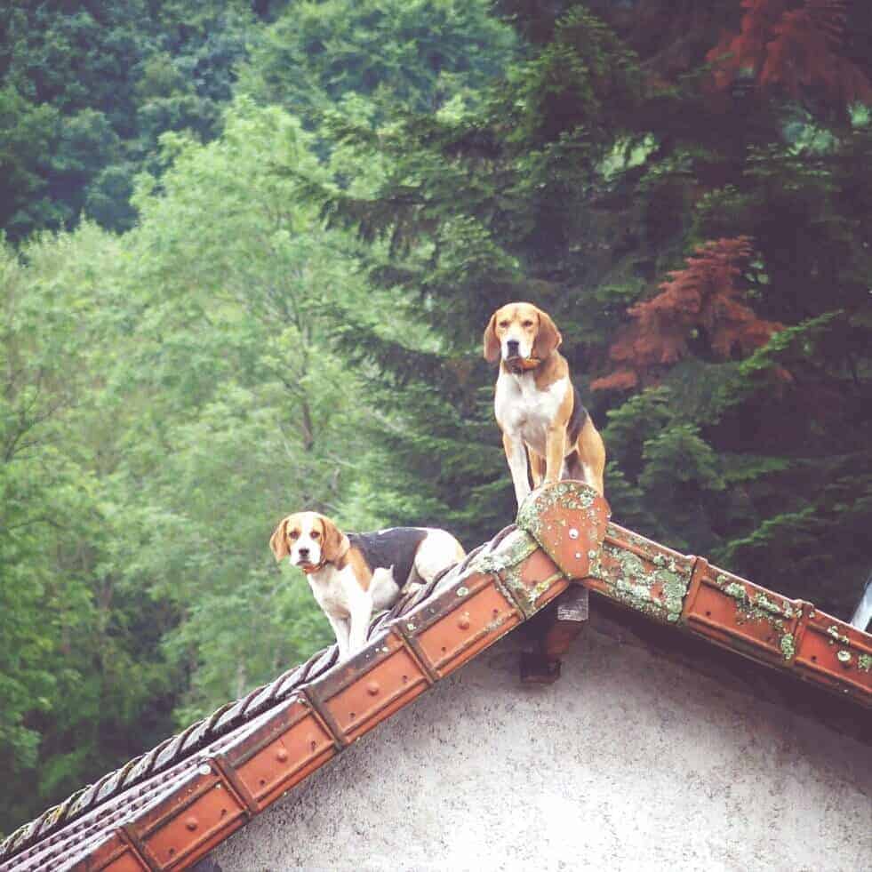 Dogs on a roof, France (2014-08)