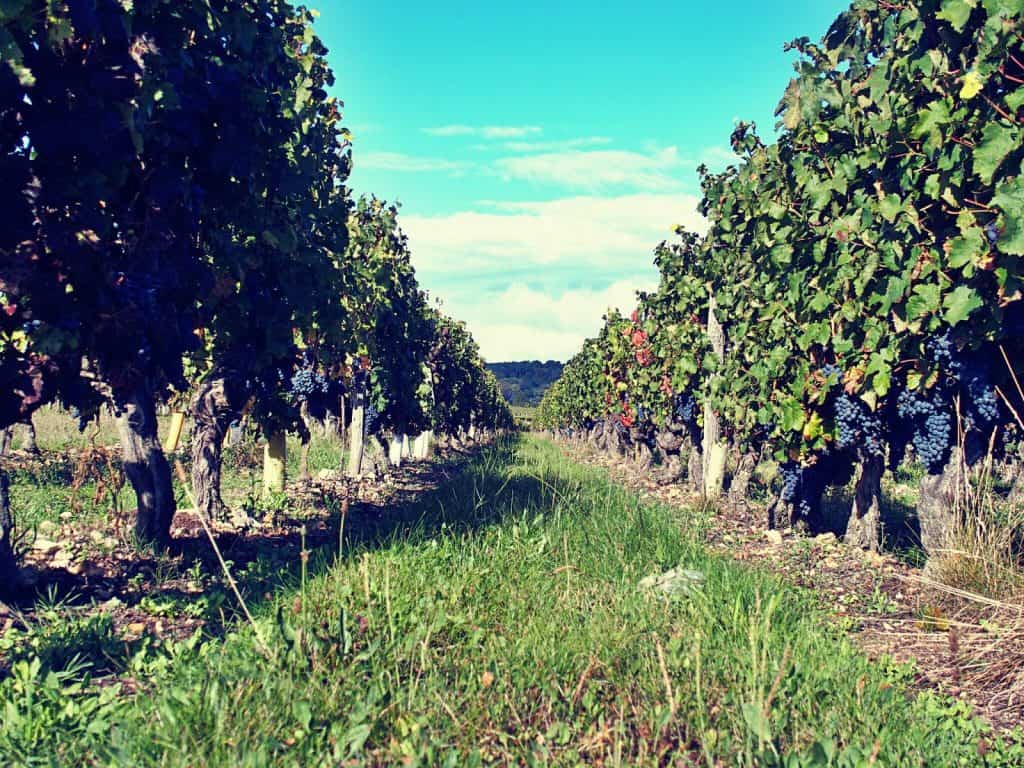 Grape vines during harvest time, France (2014-10)