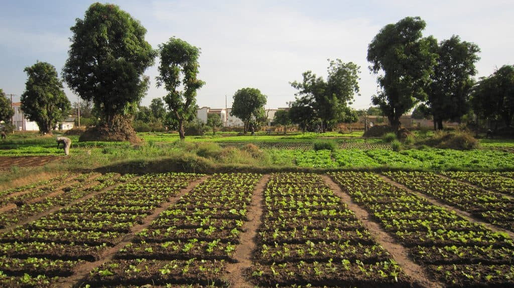 Vegetable fields in Bamako, Mali (2011-11)