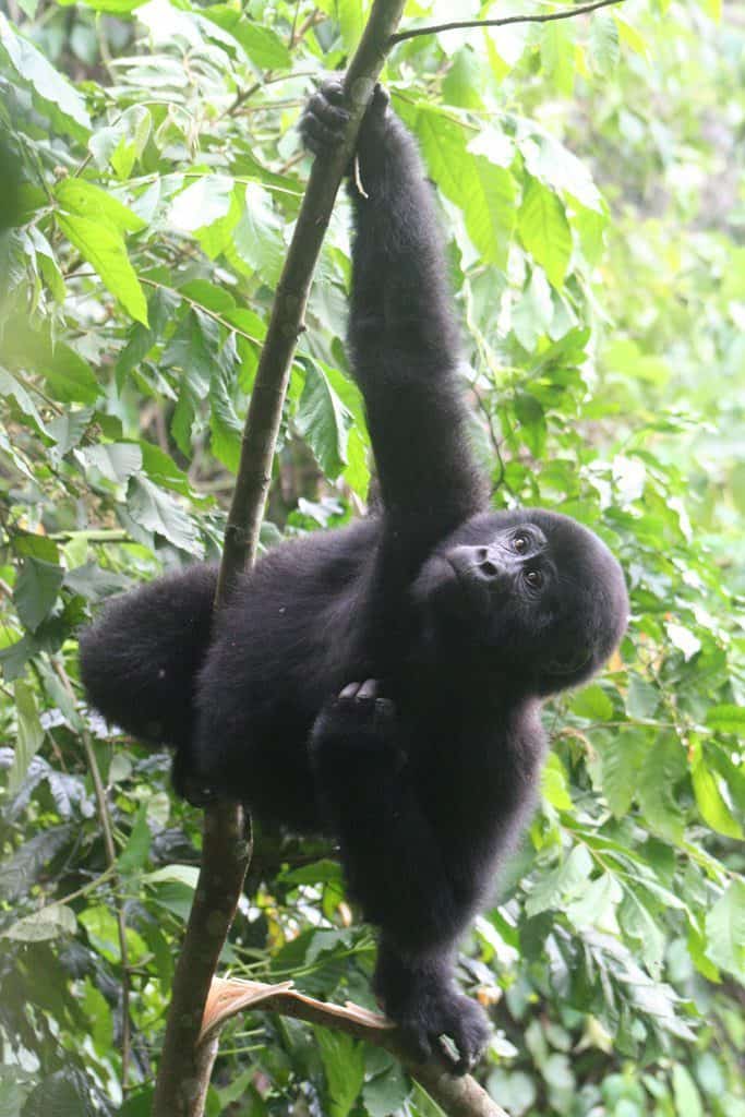 What is it really like to visit the mountain gorillas in Africa? I went to Uganda's Bwindi Impenetrable Forest to find out. It's a once in a lifetime experience bound to make your heart beat even years later. #mountaingorillas #gorillatrekking #travelguide