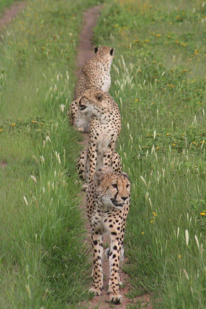 Cheetahs on Camp Otjitotongwe Farm, Namibia (2012-02)Cheetahs on Camp Otjitotongwe Farm, Namibia (2012-02)