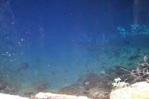 Clear blue water in Chinhoyi Caves National Park, Zimbabwe (2012-04)