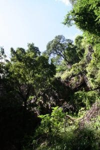 Looking up at trees in Chinhoyi Caves National Park, Zimbabwe (2012-04)