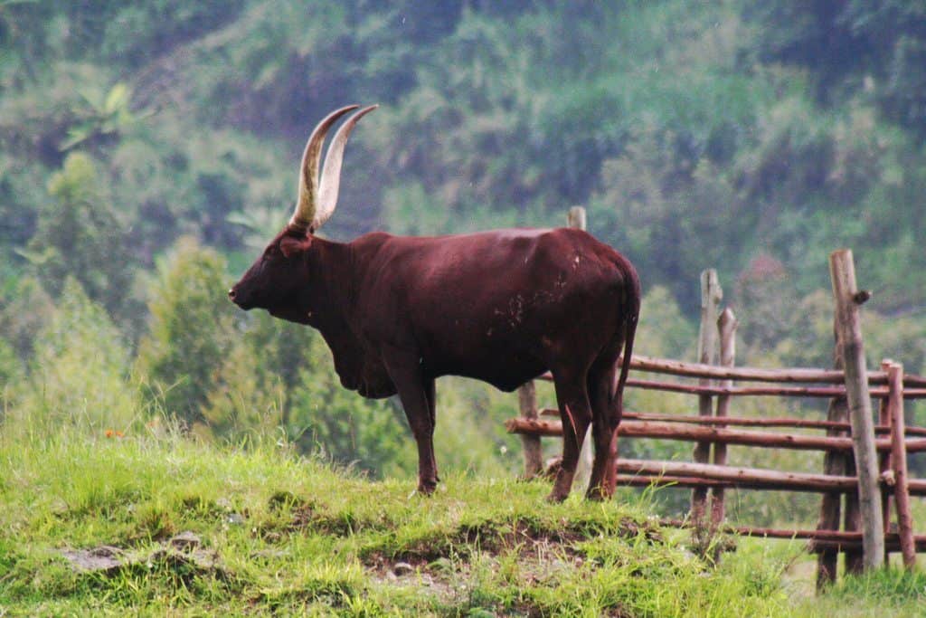 Long-horn cow, Kilembe, Uganda (2012-05)