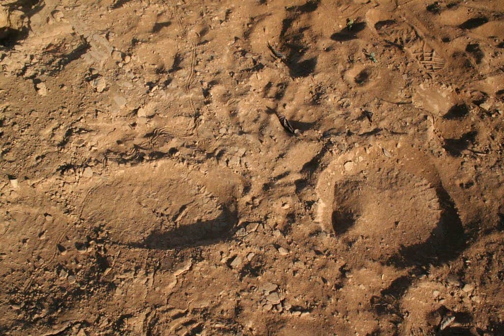 Elephant tracks at Deux Bales National Park, Burkina Faso (2011-12)