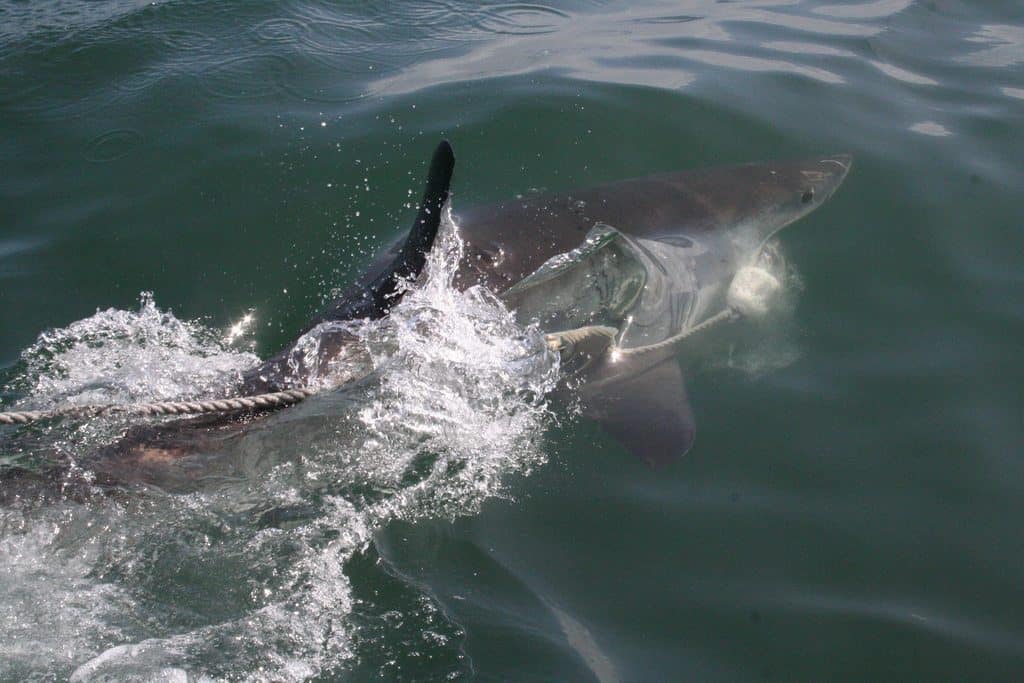 Shark in Gaantsbaai, South Africa (2012-03)