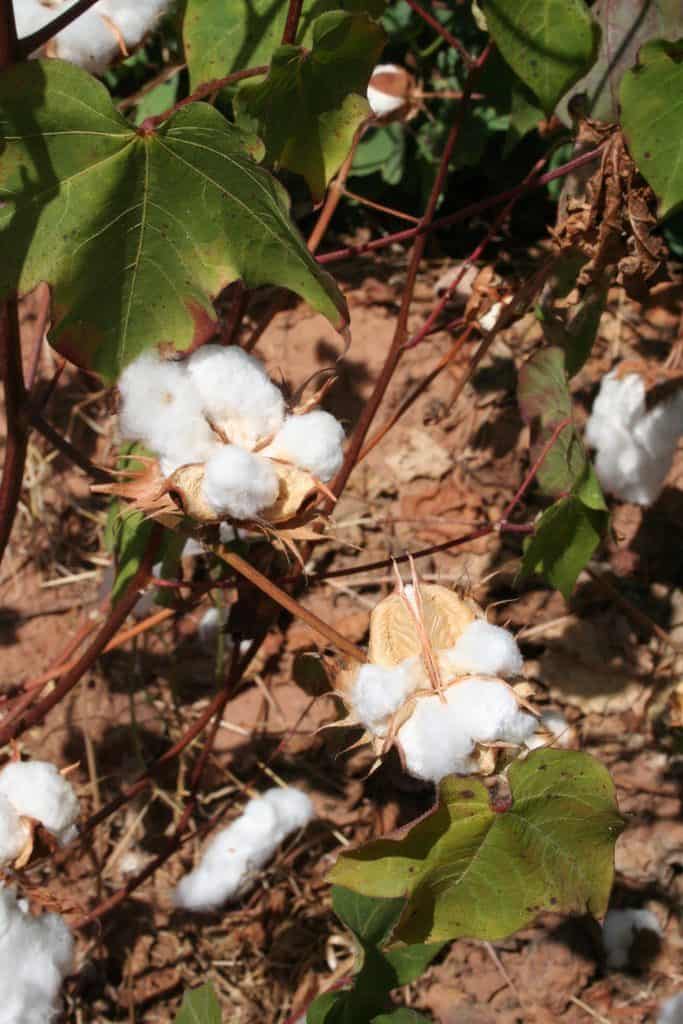 Cotton flowers, Mali (2011-11)