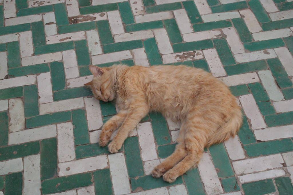 Red cat sleeping on a green and white tile floor, Marrakesh, Morocco (2011-10)