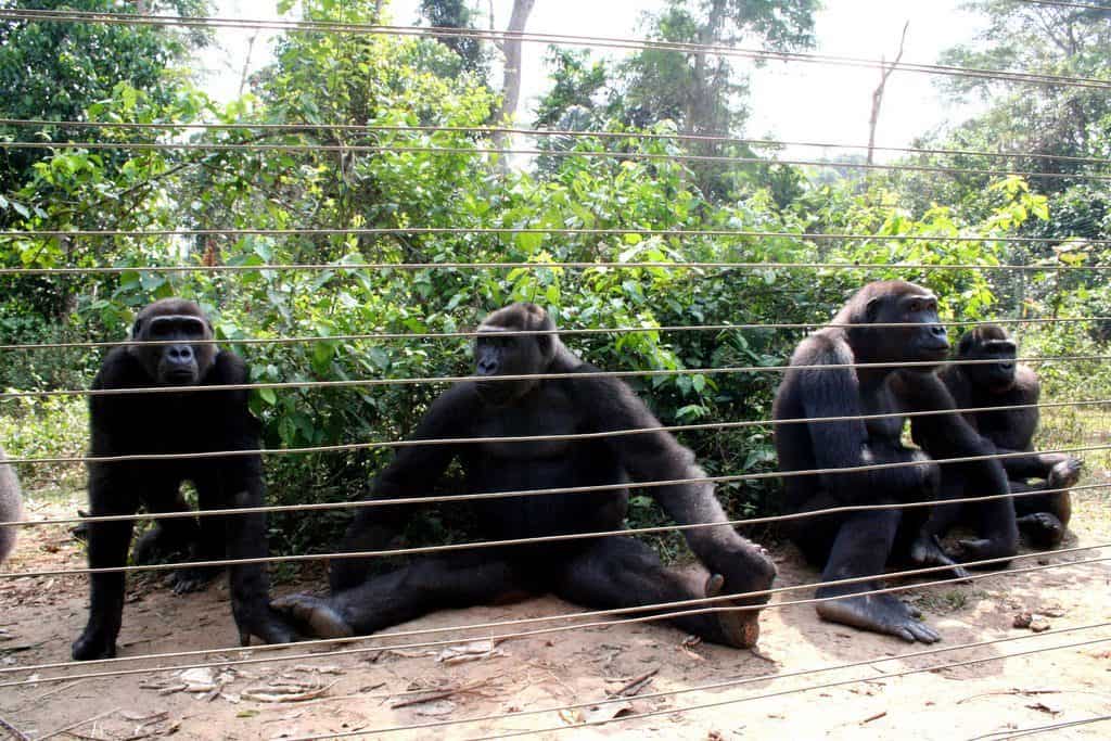 Gorillas behind a fence in Mefou Ape Sanctuary, Cameroon (2012-01)