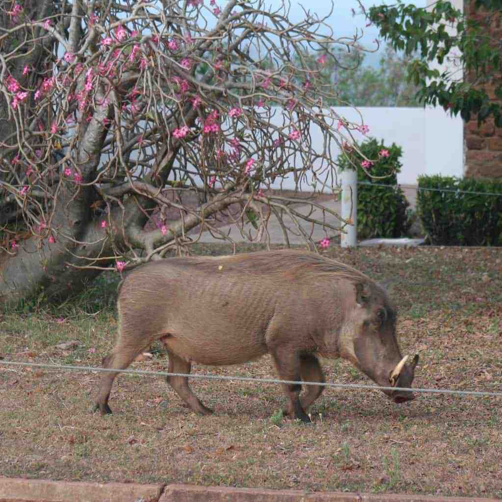 Wart hog in Mole National Park, Ghana (2011-12)