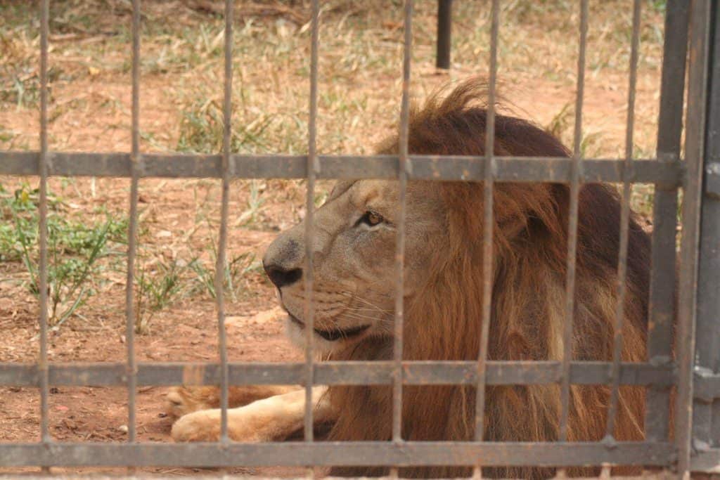 Lion behind bars in Mvog Betsi zoo, Yaounde, Cameroon (2012-01)