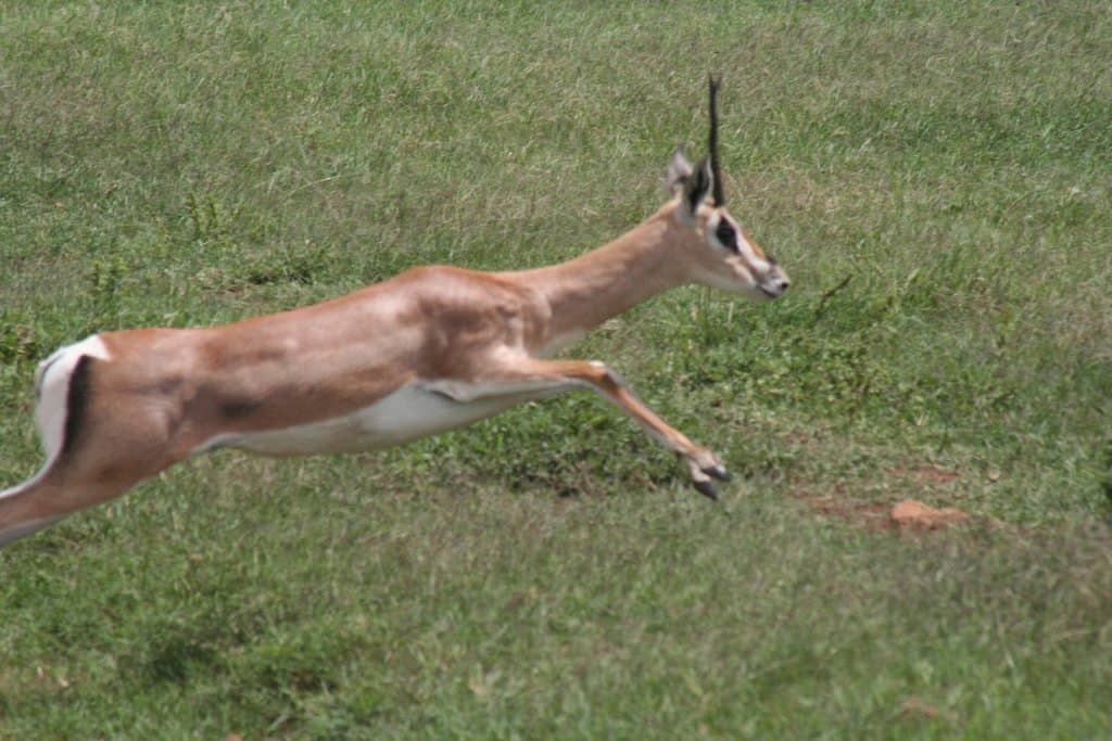 Jumping antelope in Ngoro Ngoro National Park, Tanzania (2012-05)