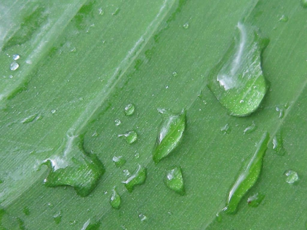 Rain drops on a green leaf, Rwenzori Mountains, Uganda (2012-05)