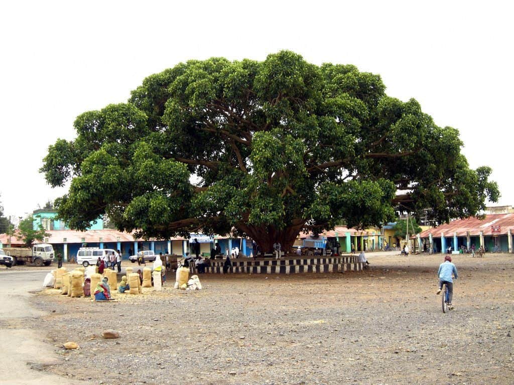 Girls selling tef under a big tree in Axum, Ethiopia (2012-06)