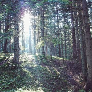 Morning light in the forest near Black Lake in Durmitor National Park, Montenegro (2016-09-25)