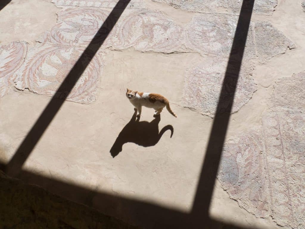 Cat on Byzanthine mosaics in Madaba, Jordan (2016-12-20)