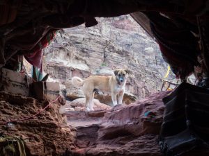 Dog looking into Bedouin tent at Treasury view point 1 in Petra, Jordan (2016-12-25)