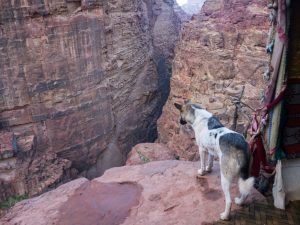 Dog looking down from Treasury view point 1 in Petra, Jordan (2016-12-25)