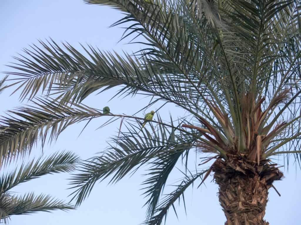 Parrakeets in a palm tree, Eilat, Israel (2016-12-31)