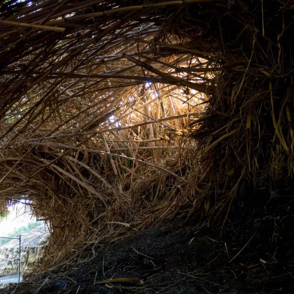 Reed tunnel over the path, Ein Gedi Nature Reserve, Israel (2017-01-04)