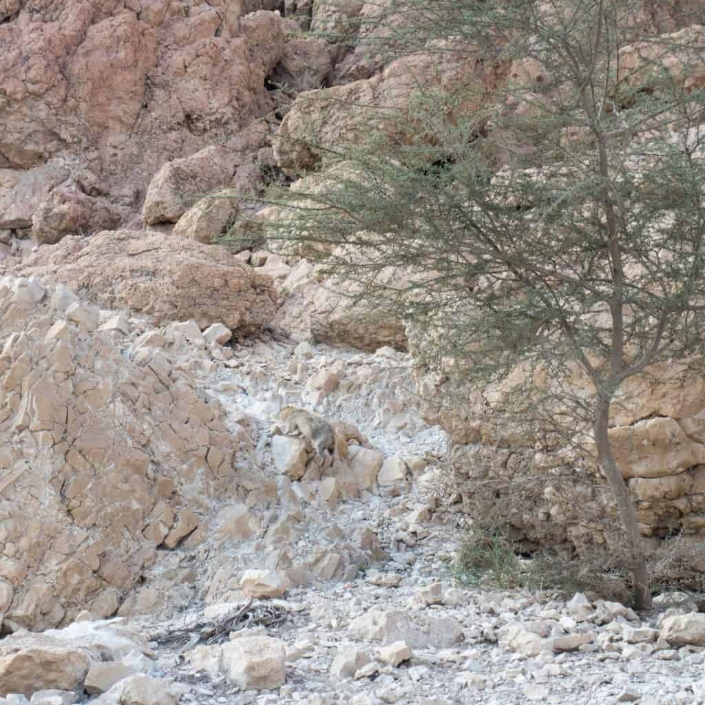 Rock Hyrax escaping, Ein Gedi Nature Reserve, Israel (2017-01-04)