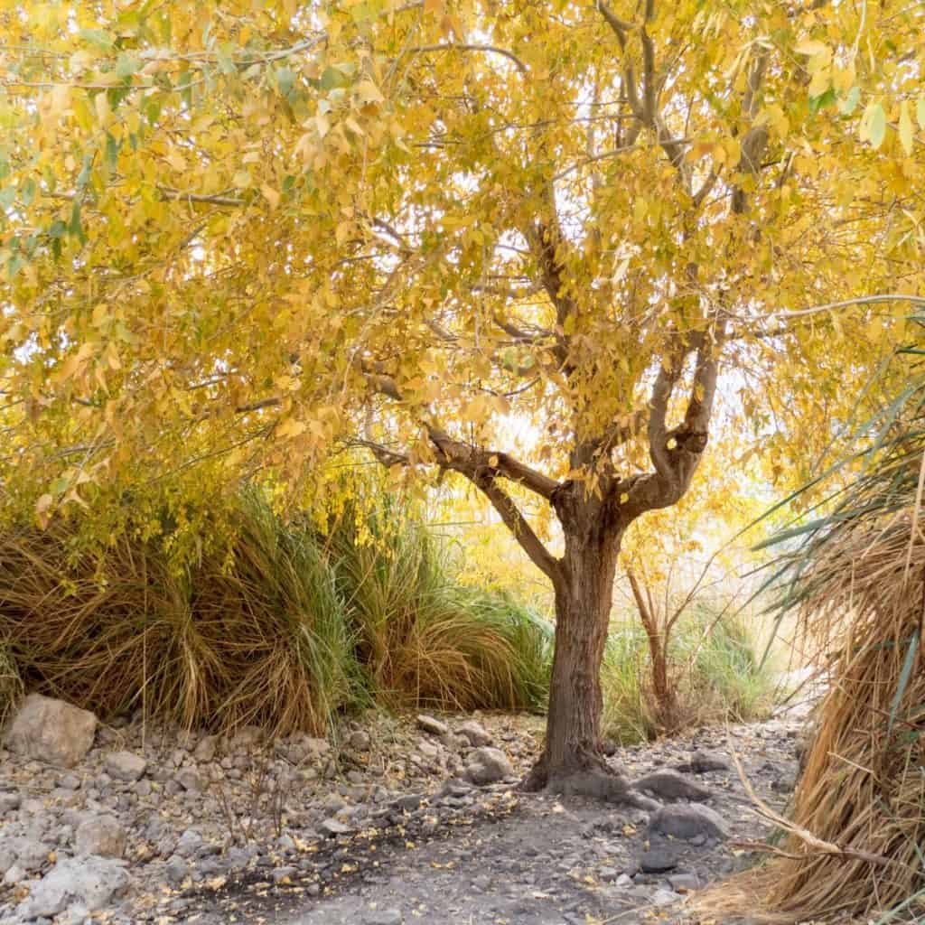 Foliage around Ein Gedi Spring, Ein Gedi Nature Reserve, Israel (2017-01-04)