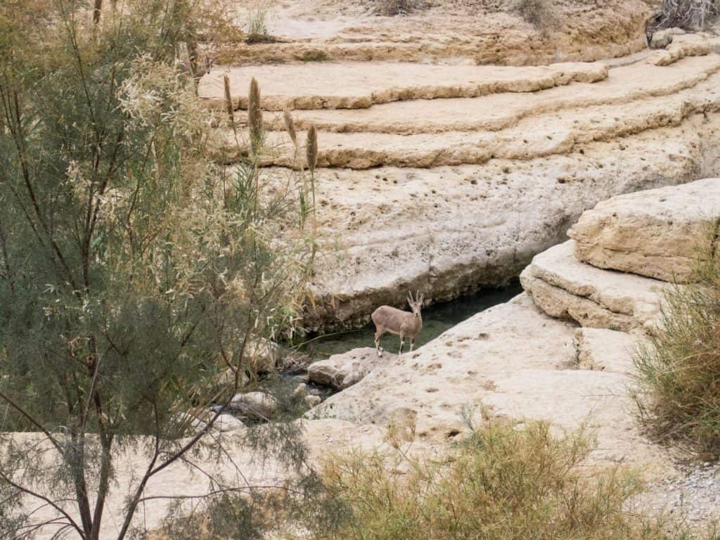 Ibex in Arugot Valley, Ein Gedi Nature Reserve, Israel (2017-01-04)