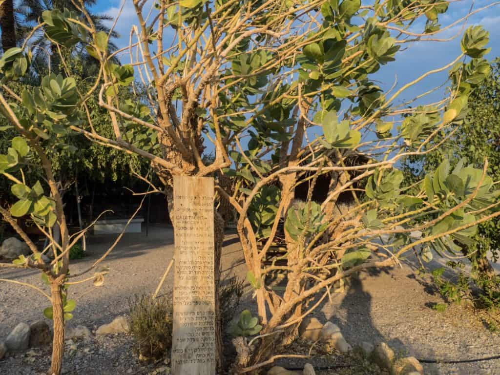 Sodom Apple at the Ancient Synagogue, Ein Gedi Nature Reserve, Israel (2017-01-04)