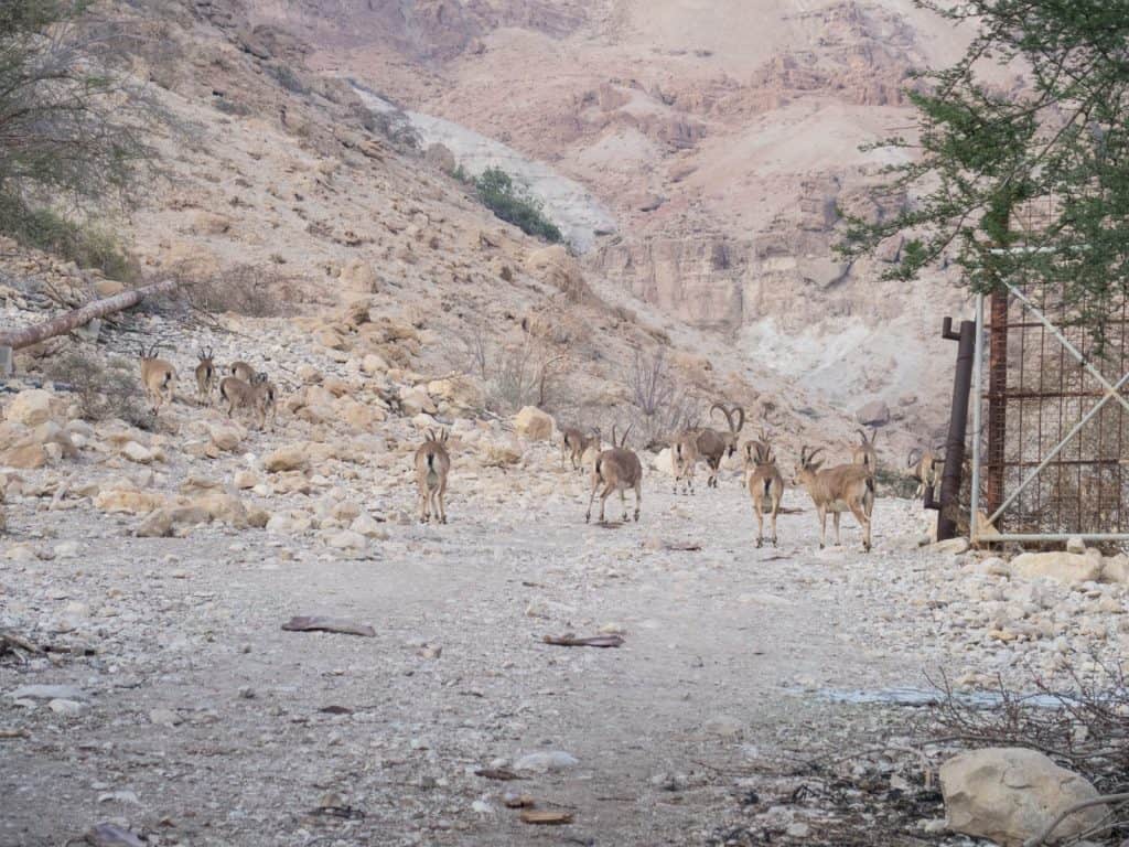 Ibex at Ein Gedi Nature Reserve, Israel (2017-01-04)