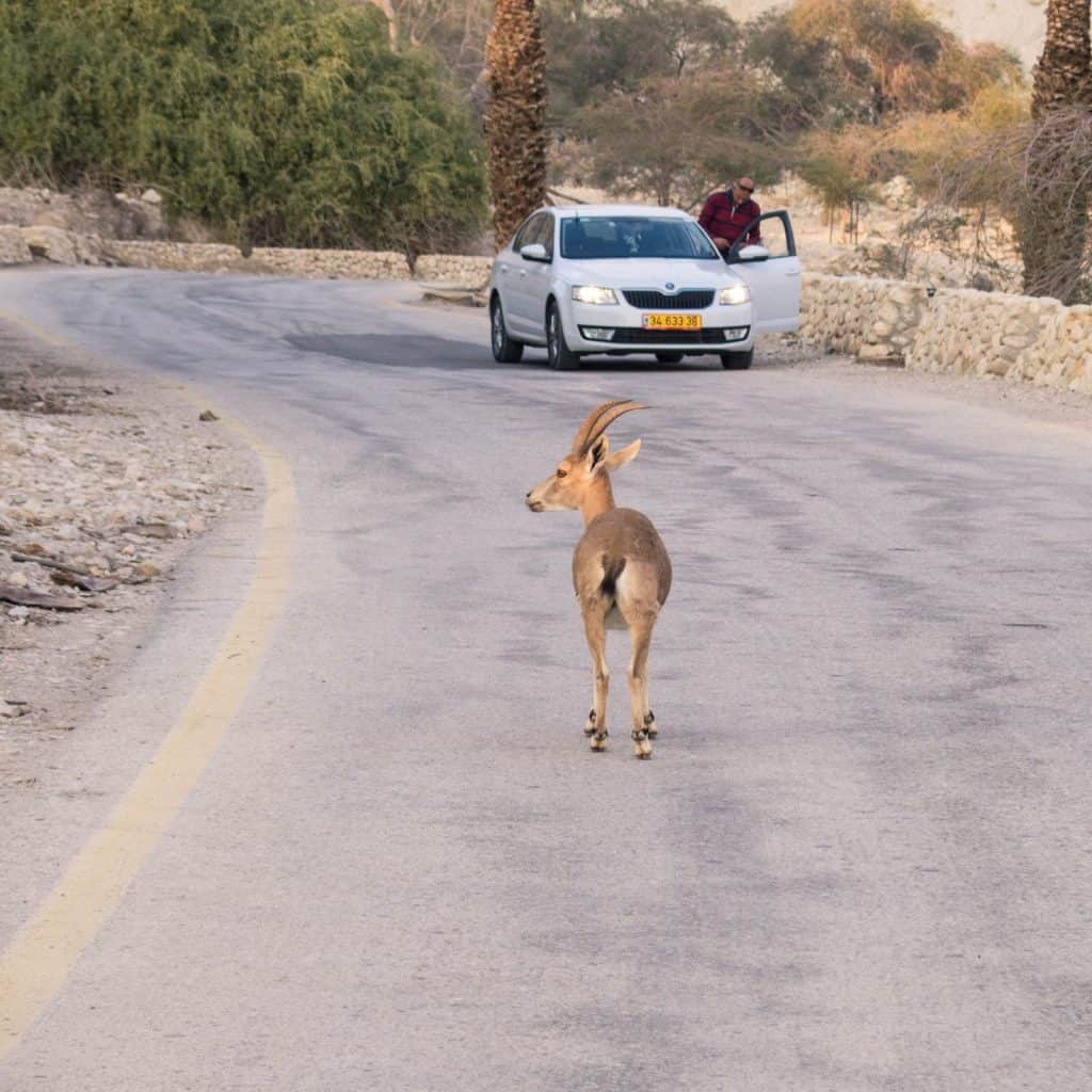 Ibex at Ein Gedi Nature Reserve, Israel (2017-01-04)