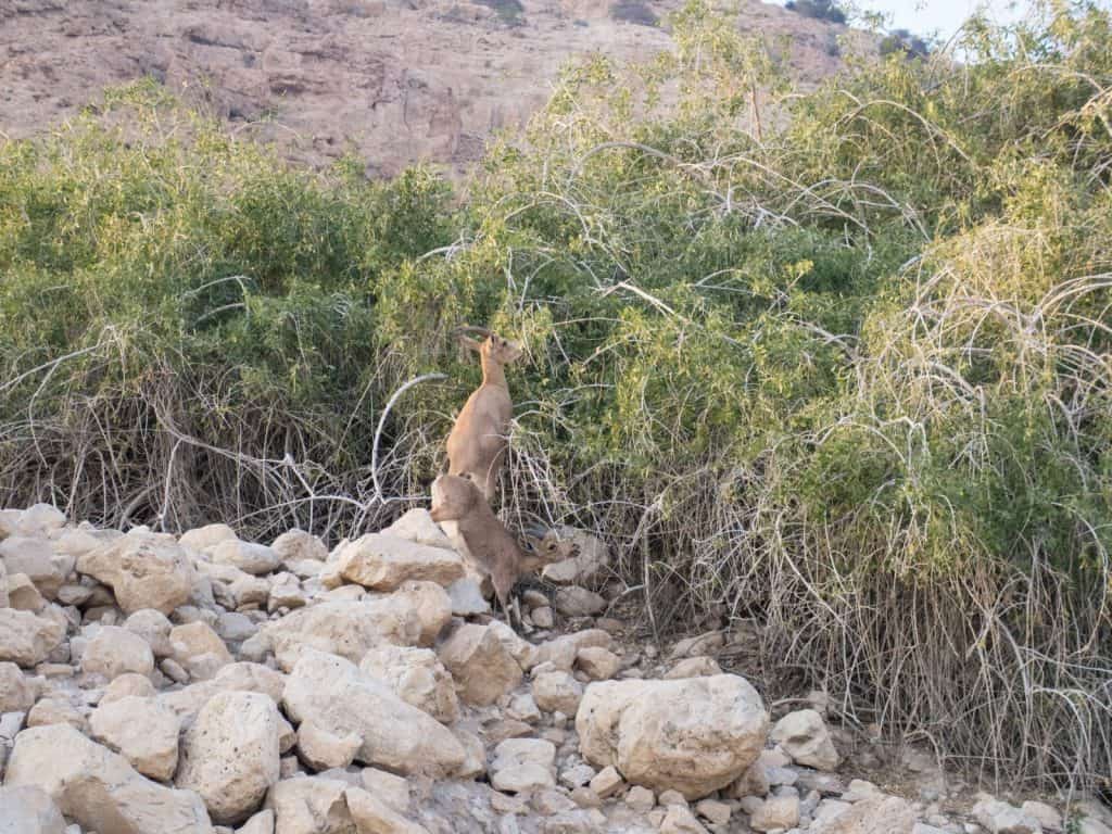 Ibex at Ein Gedi Nature Reserve, Israel (2017-01-04)