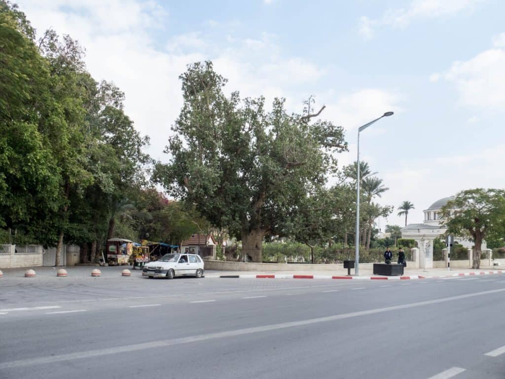 Sycamore Tree, Jericho, Palestine (2017-01-15)