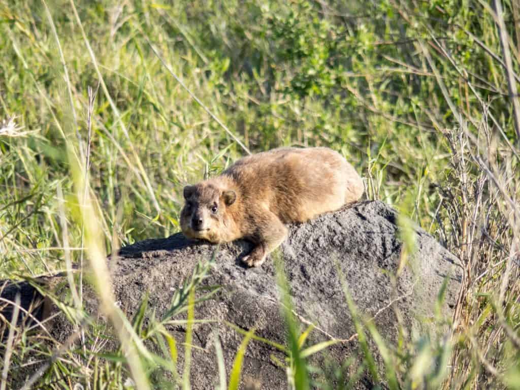 A Rock Hyrax lounging, Capernaum, Sea of Galilee, Israel (2017-01-22)