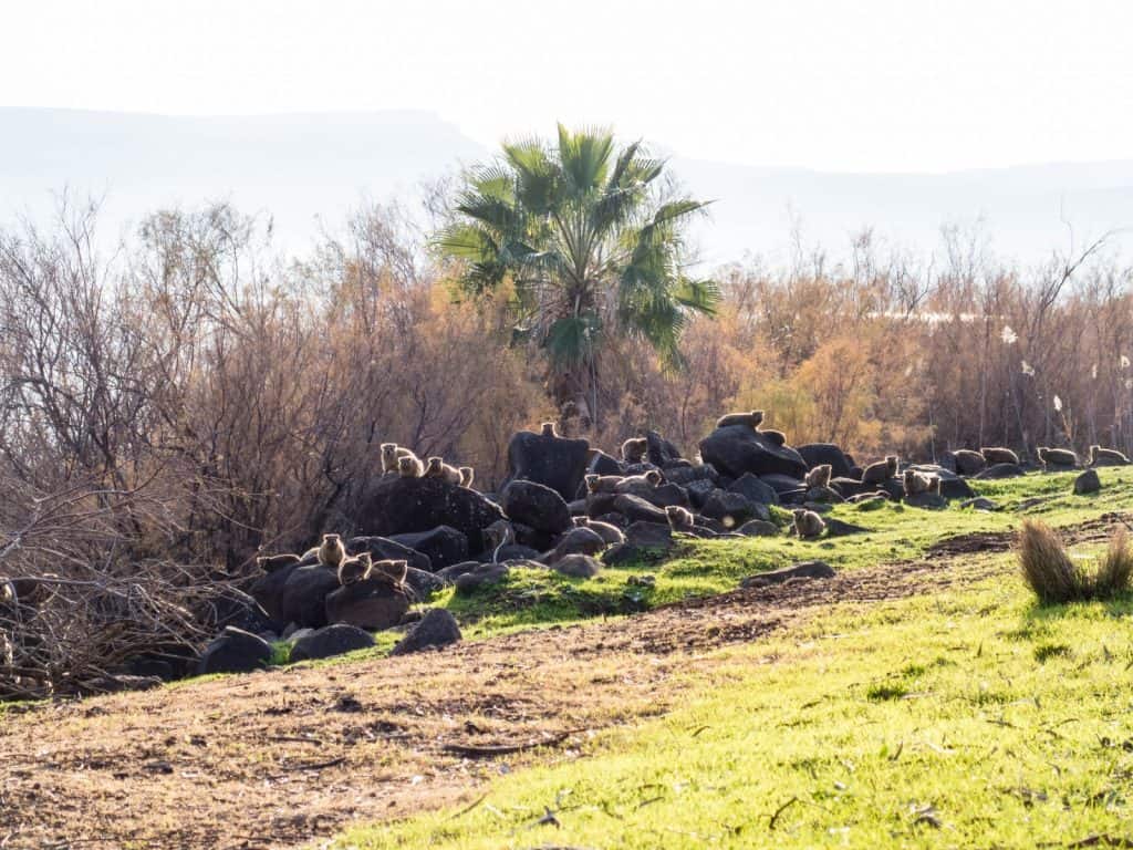 Dozens of Rock Hyrax, Capernaum, Sea of Galilee, Israel (2017-01-22)