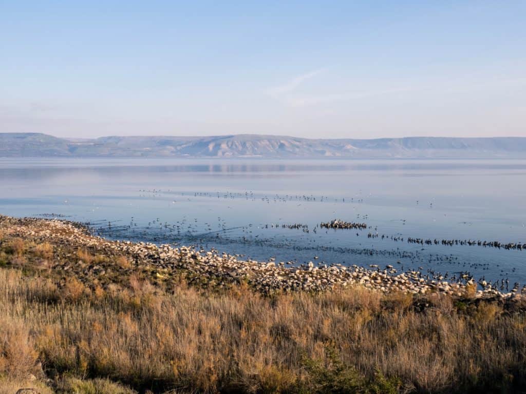 Cormorants about to take flight, Capernaum, Sea of Galilee, Israel (2017-01-22)