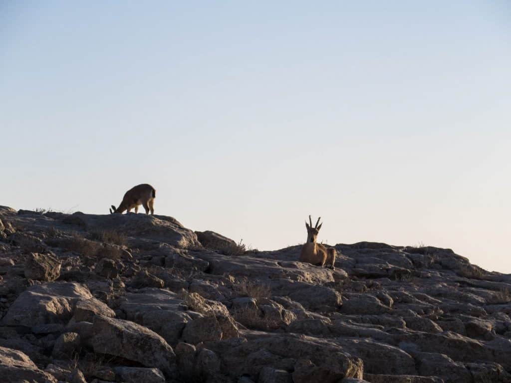 Ibex hanging out in Mitspe Ramon,, Israel (2017-02-07)