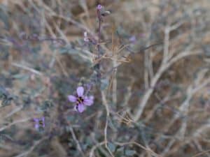 Flowers in Ramon Crater, Mitspe Ramon, Israel (2017-02-08)