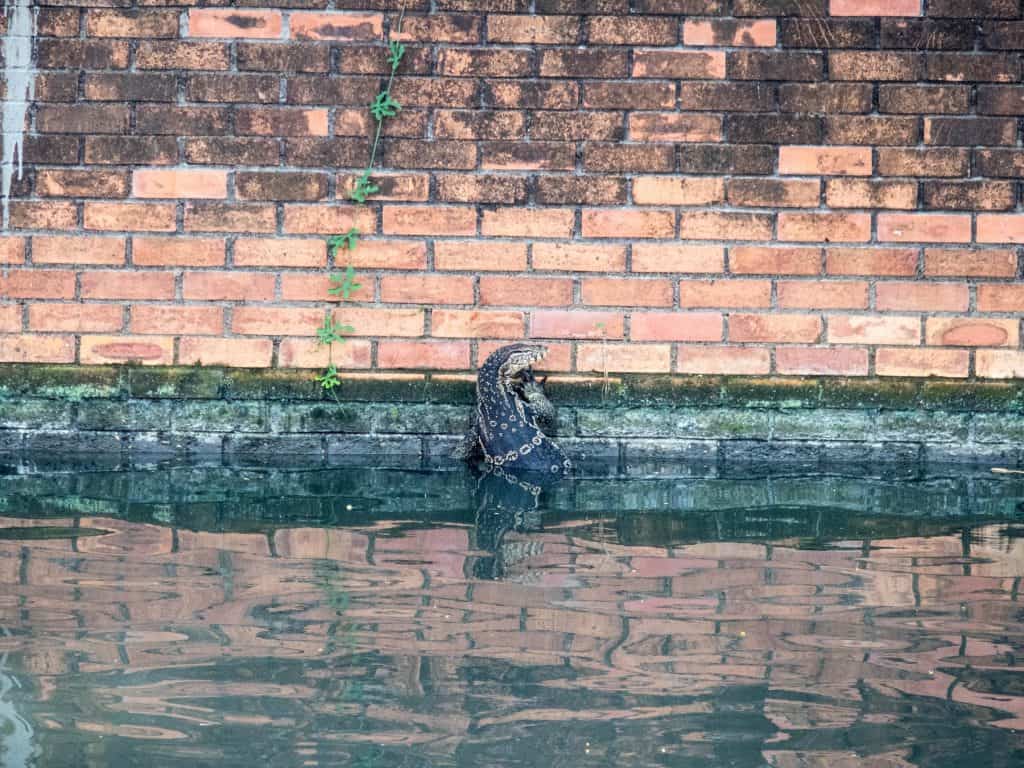 Monitor lizard in the channels of Bangkok, Thailand (2017-03)