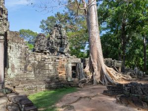 Classic tree in ruin at Banteay Kdei, Angkor Circuit, Siem Reap, Cambodia (2017-04-10)