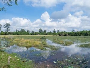 Lake around Banteay Srei, Angkor, Siem Reap, Cambodia (2017-04-10)