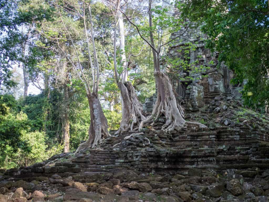 Trees on ruins inside the royal compound, Angkor Thom, Siem Reap, Cambodia (2017-04-13)