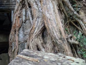 Ta Prohm tree face, Angkor Small Circuit, Siem Reap, Cambodia (2017-04-13)