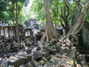 Wild temple puzzle Beng Mealea, Angkor, Siem Reap, Cambodia (2017-04-16)