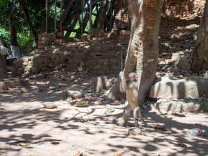 Monkey at Lolei temple, Roluos Group, Angkor, Siem Reap, Cambodia (2017-04-21)