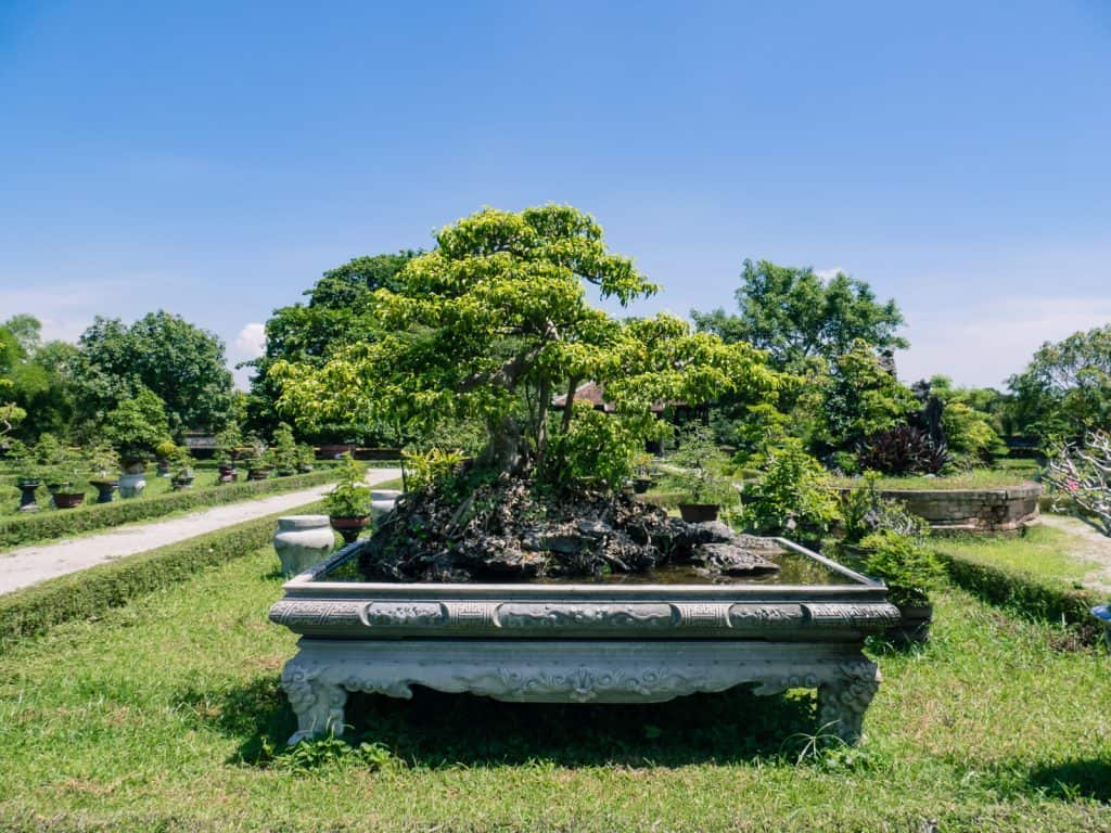 Big bonsai tree in Co Ha gardens, Hue Citadel, Vietnam (2017-06)