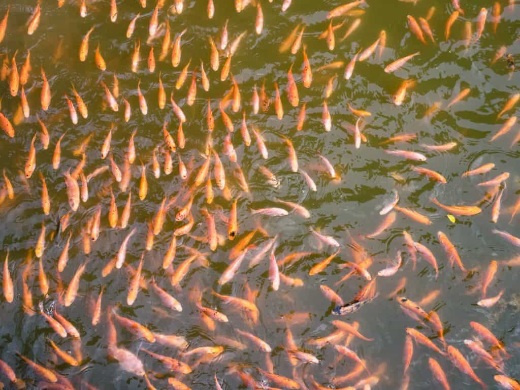 Koi fish in the lake at Minh Mang Tomb, Hue, Vietnam (2017-06)