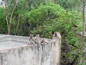 Monkeys on Phnom Sampov, Battambang, Cambodia (2017-04)