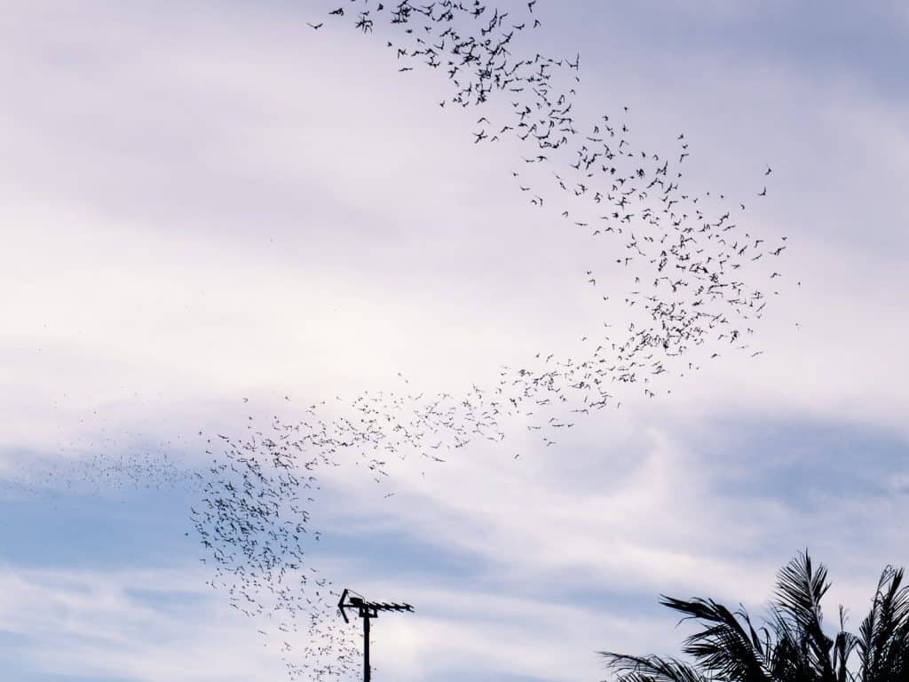 Murmuration of bats at Phnom Sampov, Battambang, Cambodia (2017-04)